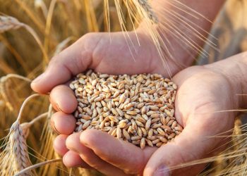 Nga có phải là nước duy nhất chịu trách nhiệm về khủng hoảng lương thực thế giới?