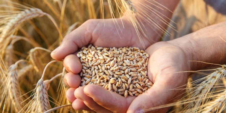 Nga có phải là nước duy nhất chịu trách nhiệm về khủng hoảng lương thực thế giới?