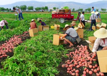 Xuất khẩu nông sản qua thương mại điện tử: kinh nghiệm của Trung Quốc và bài học cho Việt Nam