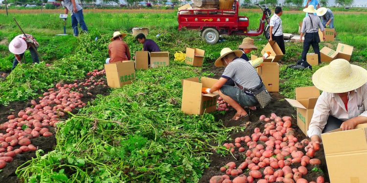 Xuất khẩu nông sản qua thương mại điện tử: kinh nghiệm của Trung Quốc và bài học cho Việt Nam 1 Xuất khẩu nông sản qua thương mại điện tử: kinh nghiệm của Trung Quốc và bài học cho Việt Nam